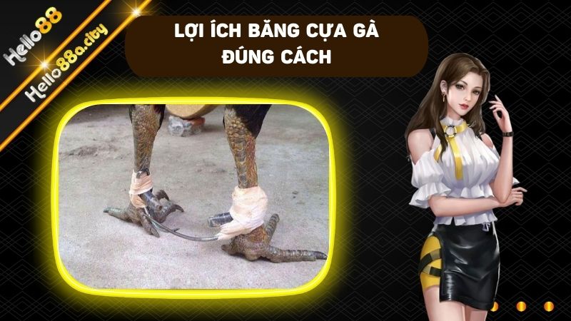 Tìm hiểu cách băng cựa gà đúng kỹ thuật để tránh gây tổn thương khi thi đấu cho gà