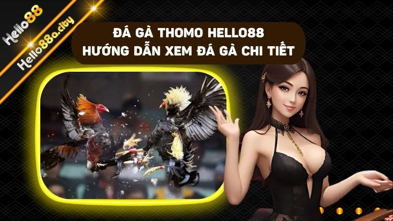 Hướng dẫn xem đá gà trực tiếp tại nhà cái HELLO88